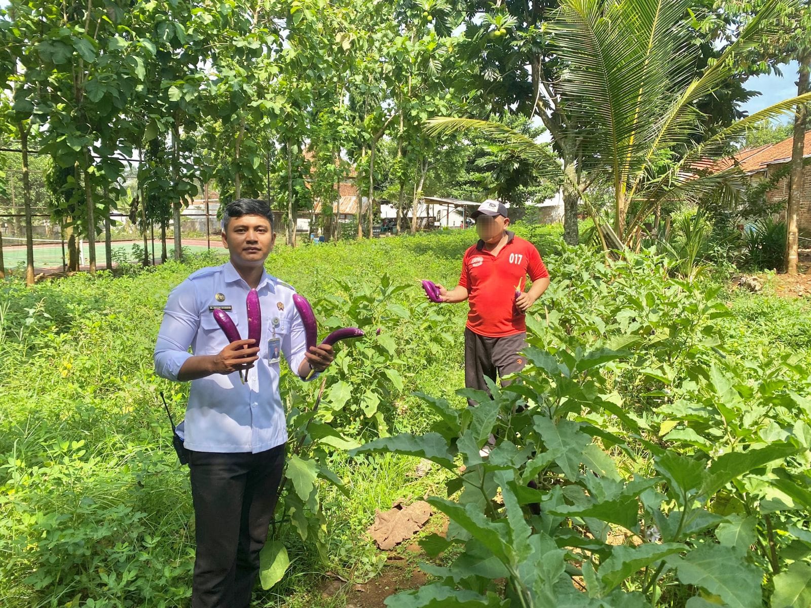 Semangat Kemandirian, Warga Binaan Lapas Batang Panen Terong di SAE