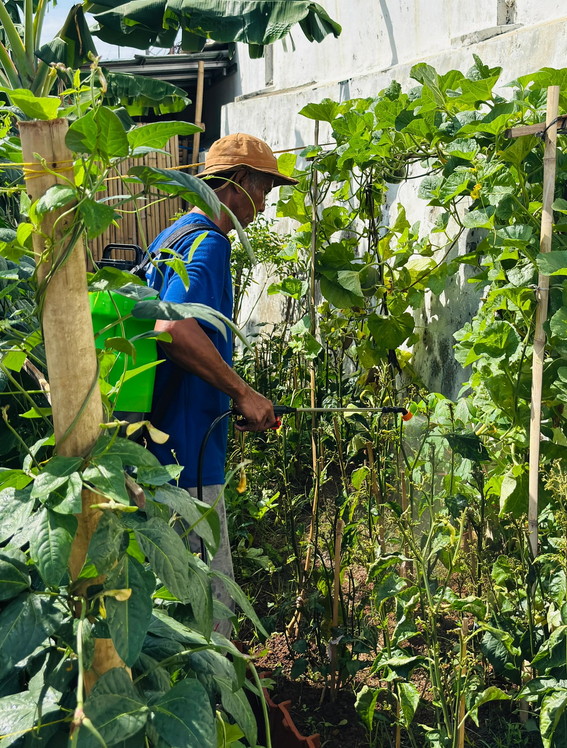 Lapas Tegal Sulap Lahan Sempit Jadi Kebun Produktif Dari Cabai hingga Melon