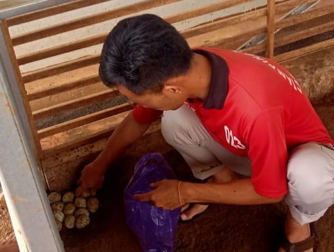 Tingkatkan Produktivitas dan Kemandirian, Warga Binaan Lapas Batang Rutin Kelola Bebek Petelur