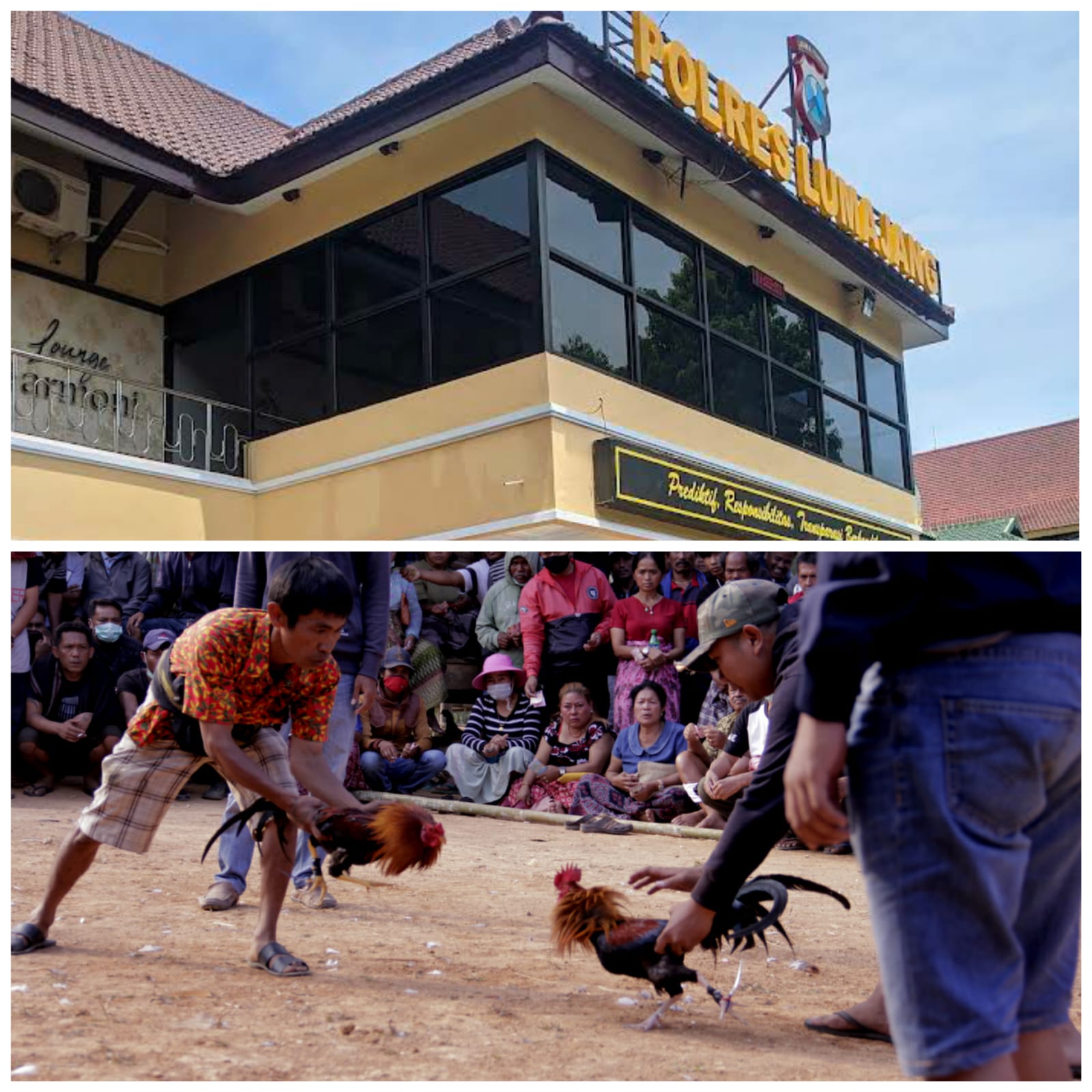 Diduga Kebal Hukum, Arena Sabung Ayam di Tempeh Lumajang Kembali Disorot Warga
