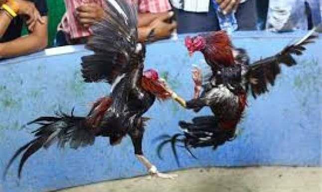 Sabung Ayam di Desa Karang Duren Kembali Beroperasi . Bikin Warga Jadi Resah