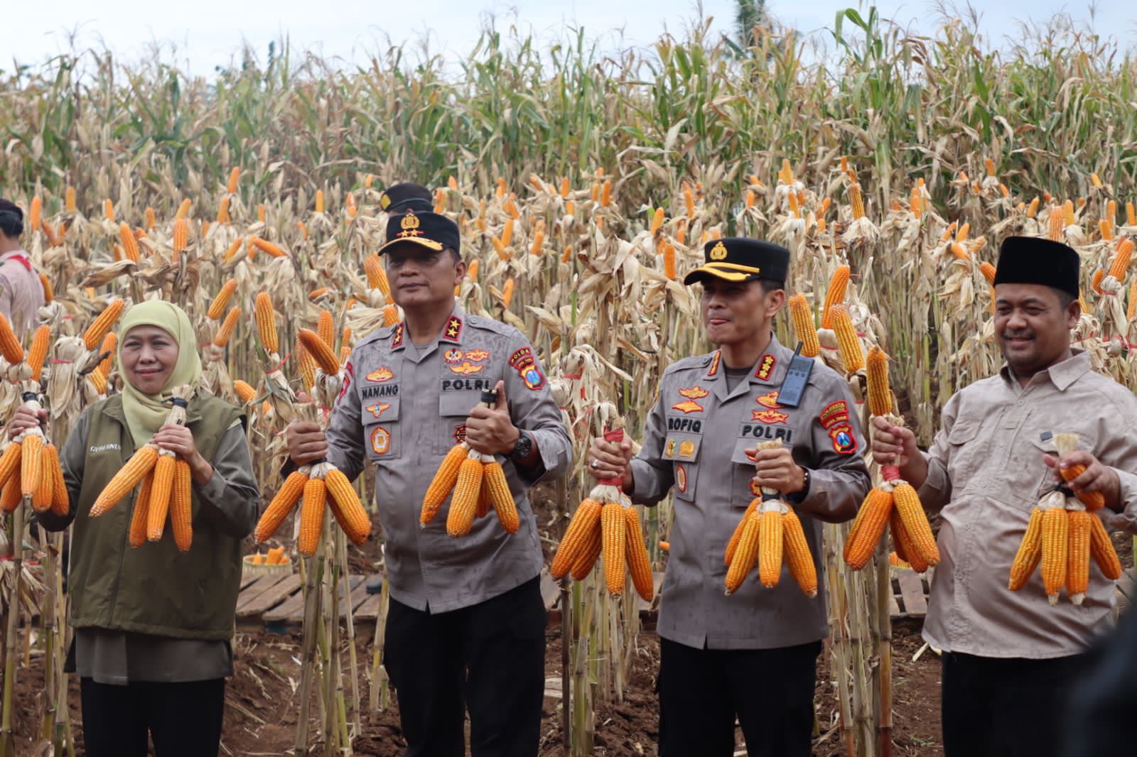‎Kapolda Jatim dan Gubernur Panen Jagung di Green Farm Banyuwangi Penuhi Target Swasembada Pangan‎