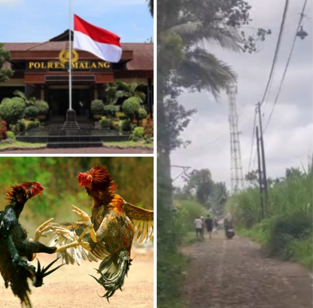 Dugaan Praktik Sabung Ayam di Kabupaten Malang Tuai Sorotan Masyarakat