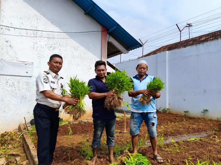 Program Pertanian di Lapas Pati, Panen Kangkung Jadi Media Pembinaan