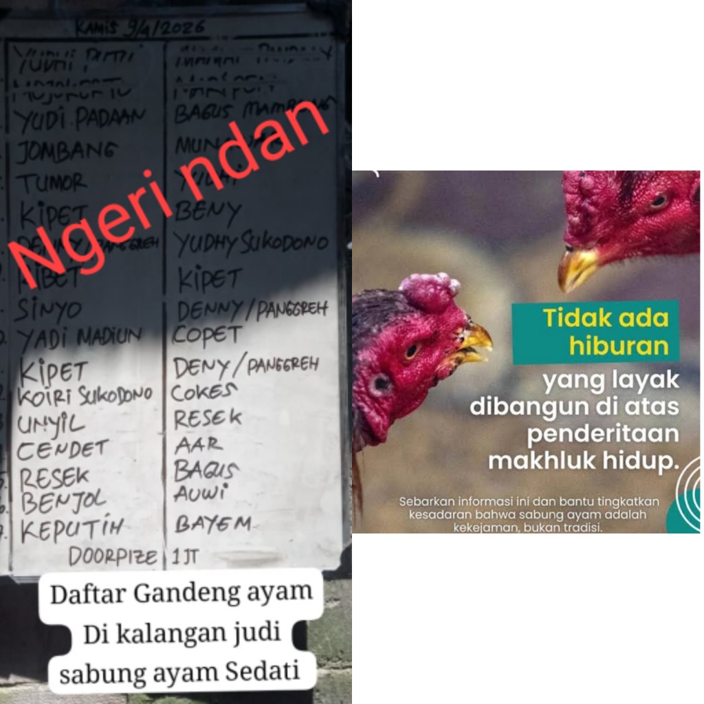 APH Tutup Mata Adanya Dugaan Judi Ayam di Desa Pepe Kecamatan Sedati